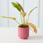Carmen Pot Set of 8 By Accent Decor | Stands | Modishstore - 33