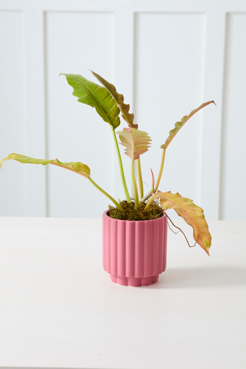 Carmen Pot Set of 8 By Accent Decor | Stands | Modishstore - 33