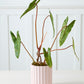 Carmen Pot Set of 8 By Accent Decor | Stands | Modishstore - 28