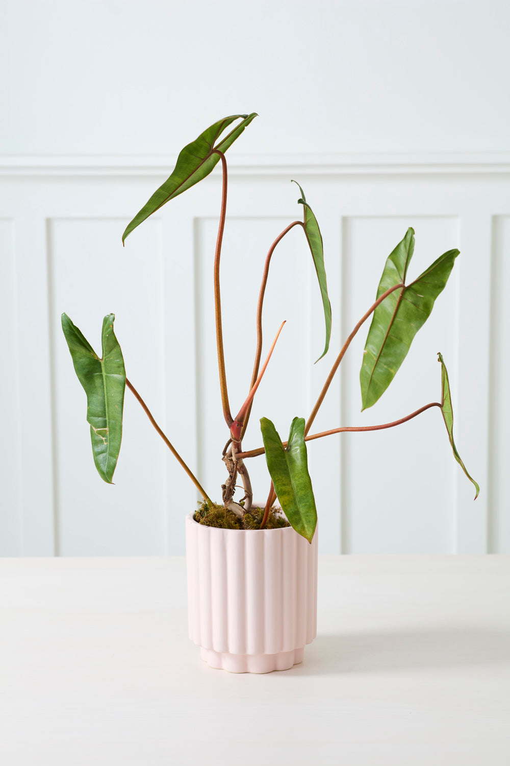 Carmen Pot Set of 8 By Accent Decor | Stands | Modishstore - 28