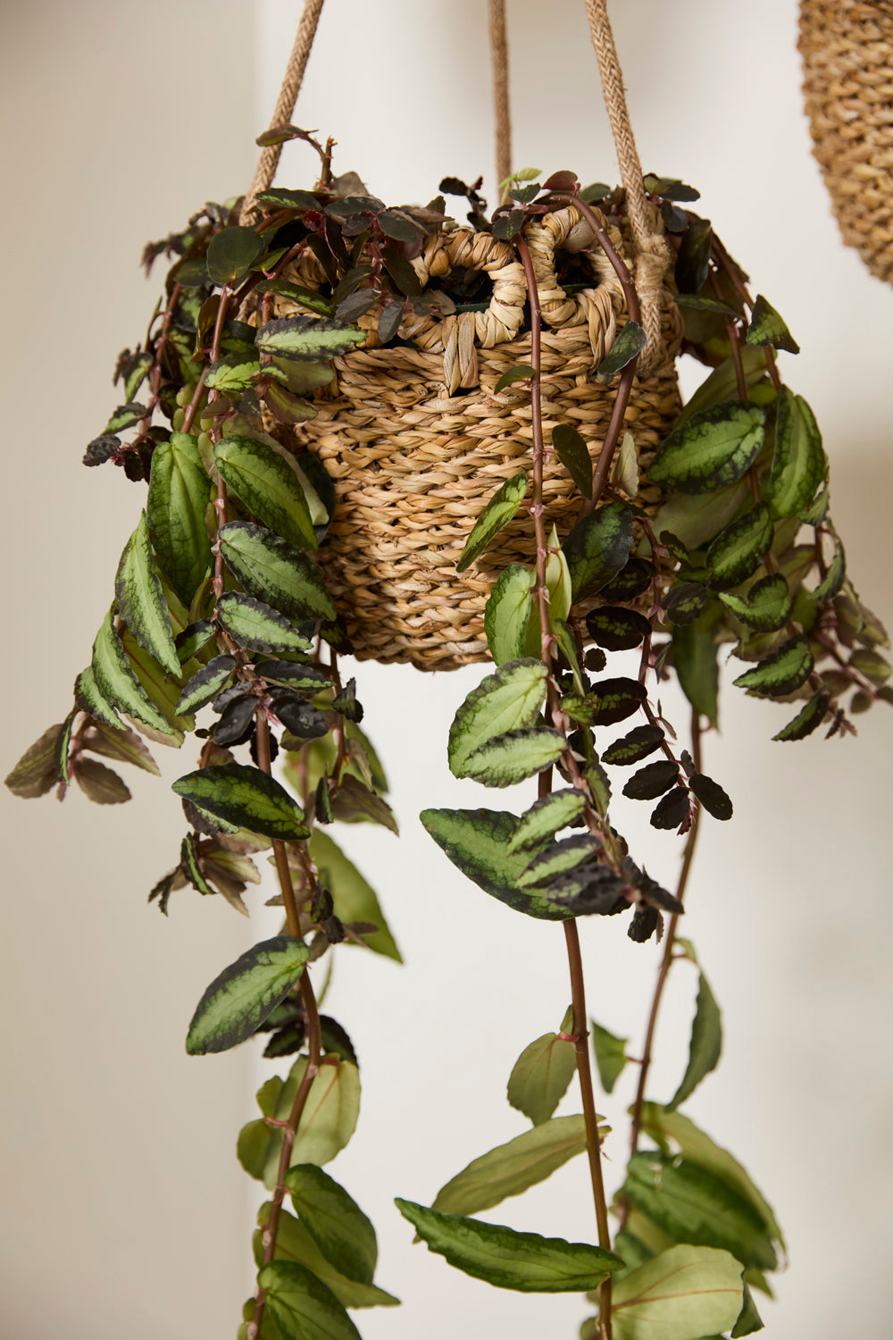Verse Hanging Basket Set of 4 By Accent Decor | Planters, Troughs & Cachepots | Modishstore - 9
