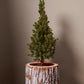 Pinefrost Pot Set of 2 By Accent Decor | Planters, Troughs & Cachepots | Modishstore - 6