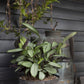 Fable Compote Set of 4 By Accent Decor | Planters, Troughs & Cachepots | Modishstore - 9