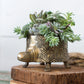 Tommie Turtle Pot Set of 2 By Accent Decor | Planters, Troughs & Cachepots | Modishstore - 7