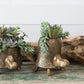 Tommie Turtle Pot Set of 2 By Accent Decor | Planters, Troughs & Cachepots | Modishstore - 9