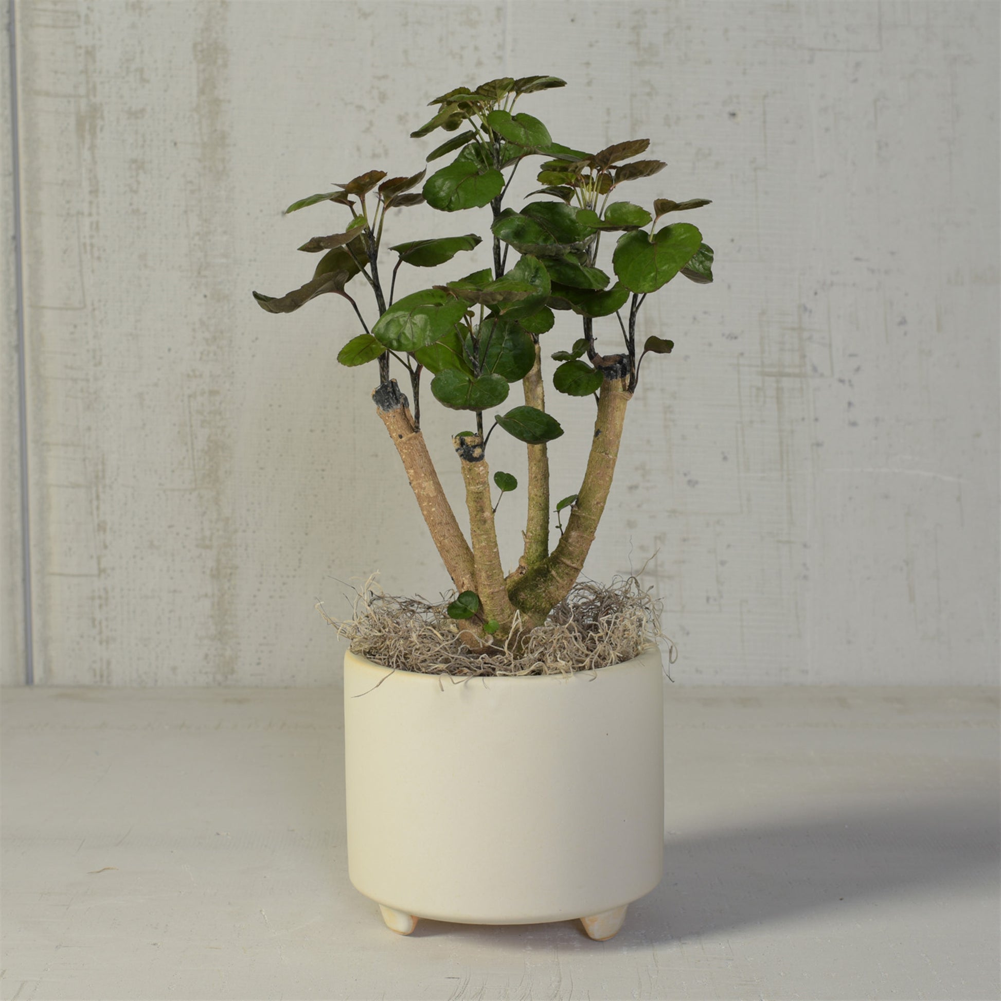 footed planter indoor HomArt Simon Footed Planter