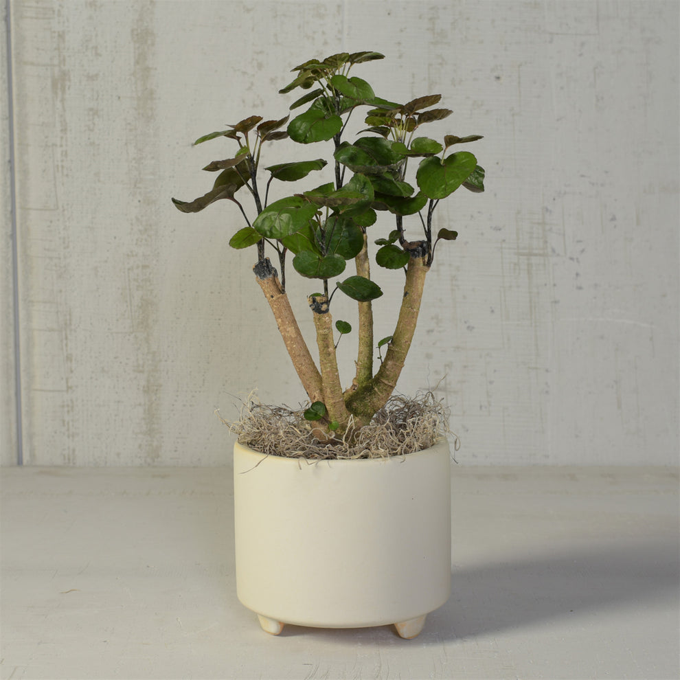 Simon Footed Planter, Ceramic, White - Large - Matte White Set Of 4 By HomArt | Planters, Troughs & Cachepots | Modishstore - 2