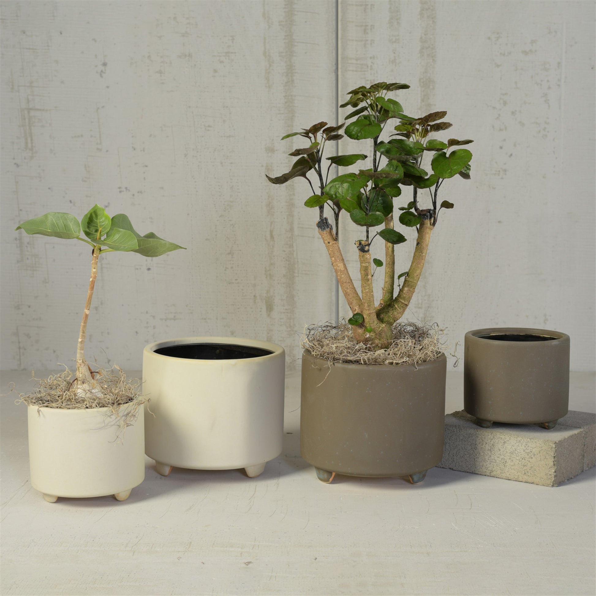 indoor footed planter HomArt Simon Footed Planter