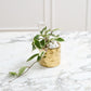 Architect Collection Set of 8 By Accent Decor | Planters, Troughs & Cachepots | Modishstore - 5