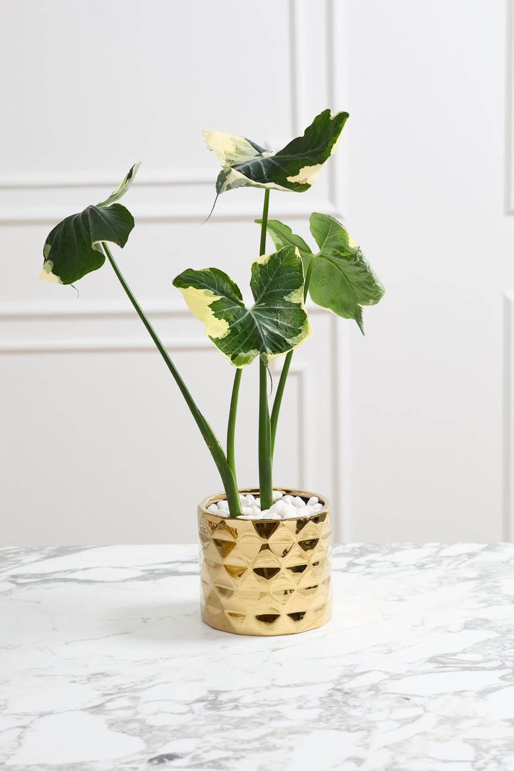 Architect Collection Set of 8 By Accent Decor | Planters, Troughs & Cachepots | Modishstore - 12