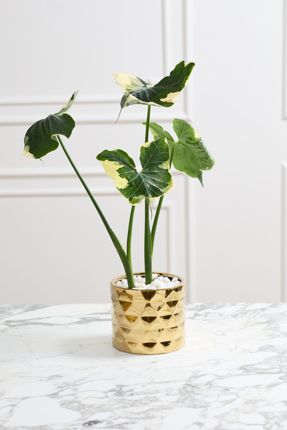 Architect Collection Set of 8 By Accent Decor | Planters, Troughs & Cachepots | Modishstore - 12