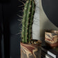 Tedros Pot Set of 2 By Accent Decor | Stands | Modishstore - 5