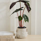 House Spider Pot Set of 4 By Accent Decor | Planters, Troughs & Cachepots | Modishstore - 11