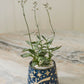 Night Sky Pot Set of 8 By Accent Decor | Planters, Troughs & Cachepots | Modishstore - 7