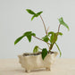 Glaslow Planter Set of 2 By Accent Decor | Planters, Troughs & Cachepots | Modishstore - 5