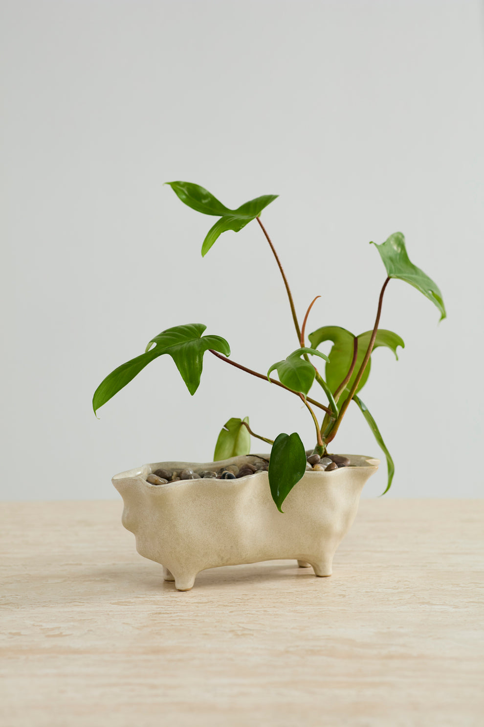 Glaslow Planter Set of 2 By Accent Decor | Planters, Troughs & Cachepots | Modishstore - 5