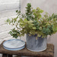 Curio Pot with Saucer 7.5"x 6.75" By Accent Decor | Planters, Troughs & Cachepots | Modishstore - 3