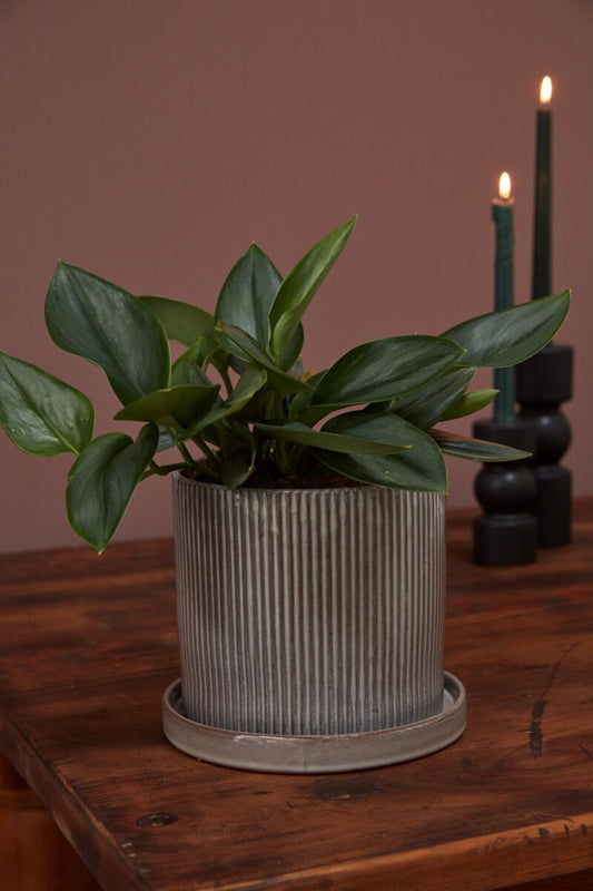 Curio Pot with Saucer 7.5"x 6.75" By Accent Decor | Planters, Troughs & Cachepots | Modishstore