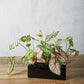 Urban Planter Set of 4 By Accent Decor | Planters, Troughs & Cachepots | Modishstore - 20