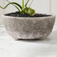 Shoal Bowl Set of 2 By Accent Decor | Decorative Bowls | Modishstore - 5