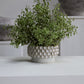 Mirabai Bowl By Accent Decor | Decorative Bowls | Modishstore - 6
