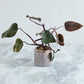 Arden Pot Set of 8 By Accent Decor | Wall Decor | Modishstore - 10