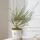 Stepped Mushroom Pot with Saucer Set of 2 By Accent Decor | Planters, Troughs & Cachepots | Modishstore - 9