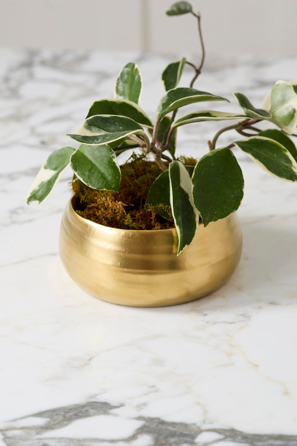 Tegan Bowl Set of 8 By Accent Decor | Decorative Bowls | Modishstore - 14