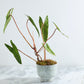 Hayden Pot Set of 2 By Accent Decor | Wall Decor | Modishstore - 4