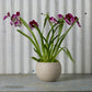 Astrid Pot Set of 4 By Accent Decor | Planters, Troughs & Cachepots | Modishstore - 10