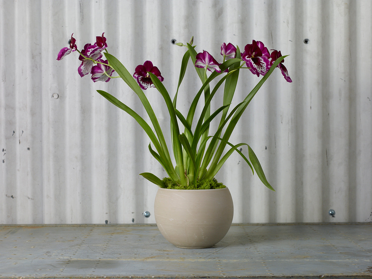 Astrid Pot Set of 4 By Accent Decor | Planters, Troughs & Cachepots | Modishstore - 10