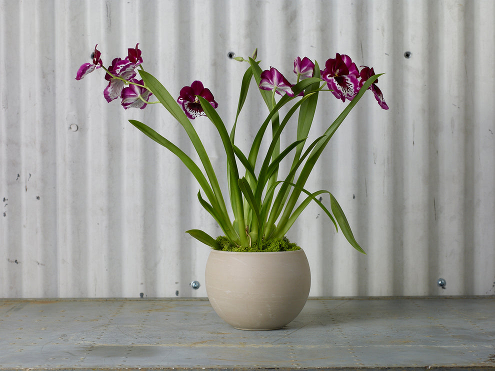 Astrid Pot Set of 4 By Accent Decor | Planters, Troughs & Cachepots | Modishstore - 10