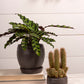 Bradford Pot Set of 8 By Accent Decor | Planters, Troughs & Cachepots | Modishstore - 9