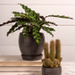 Bradford Pot Set of 8 By Accent Decor | Planters, Troughs & Cachepots | Modishstore - 10