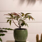 Bradford Pot Set of 8 By Accent Decor | Planters, Troughs & Cachepots | Modishstore - 13