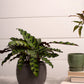 Bradford Pot Set of 8 By Accent Decor | Planters, Troughs & Cachepots | Modishstore - 17