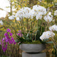 Newport Low Bowl Set of 2 By Accent DŽcor