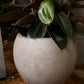 Newport Pot By Accent Decor | Planters, Troughs & Cachepots | Modishstore - 6