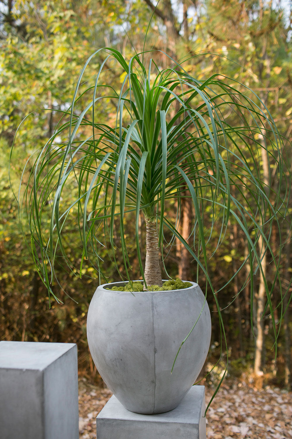 Newport Pot By Accent Decor | Planters, Troughs & Cachepots | Modishstore - 7