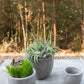 Newport Pot By Accent Decor | Planters, Troughs & Cachepots | Modishstore - 13