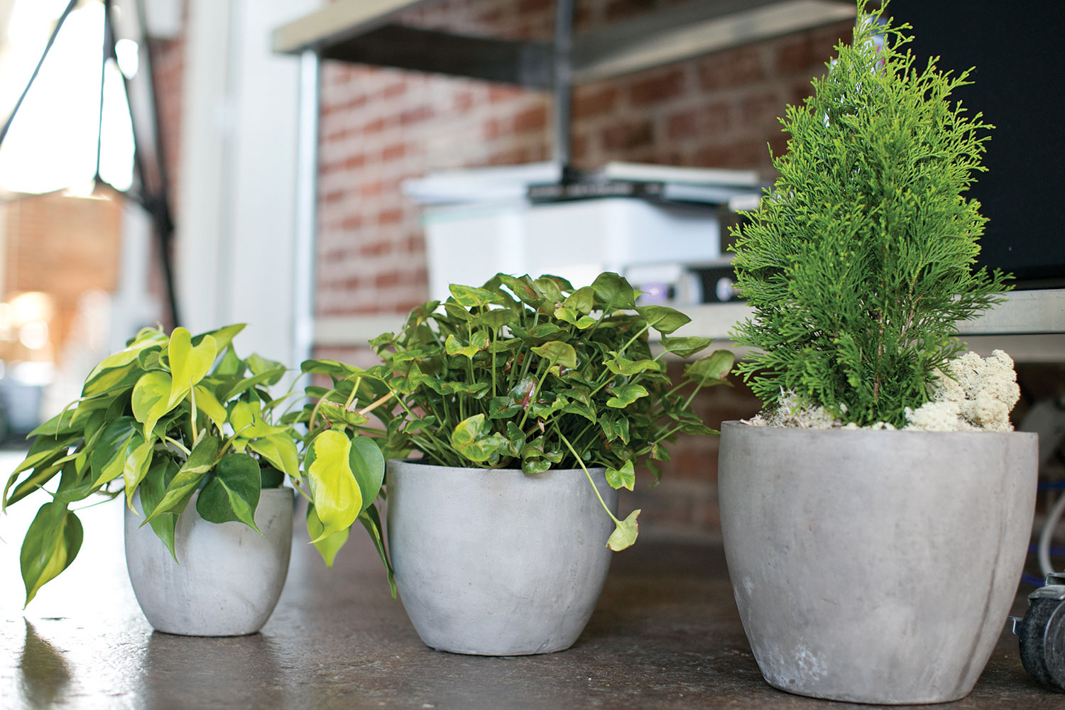 Newport Pot By Accent Decor | Planters, Troughs & Cachepots | Modishstore - 15