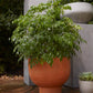 Newport Compote Set of 2 By Accent Decor | Planters, Troughs & Cachepots | Modishstore - 14