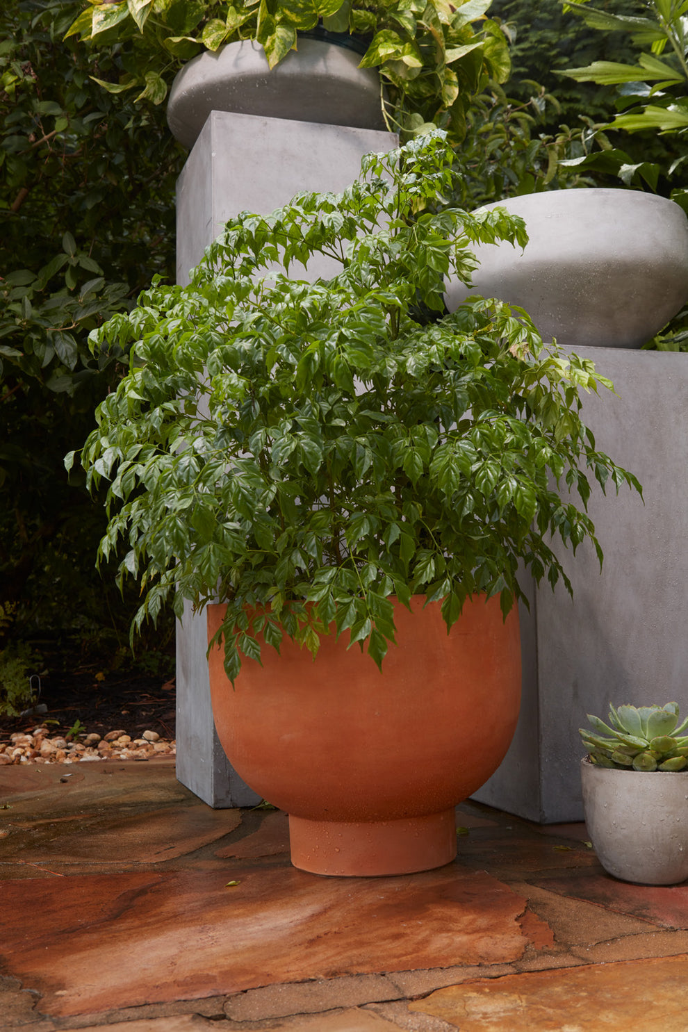 Newport Compote Set of 2 By Accent Decor | Planters, Troughs & Cachepots | Modishstore - 14