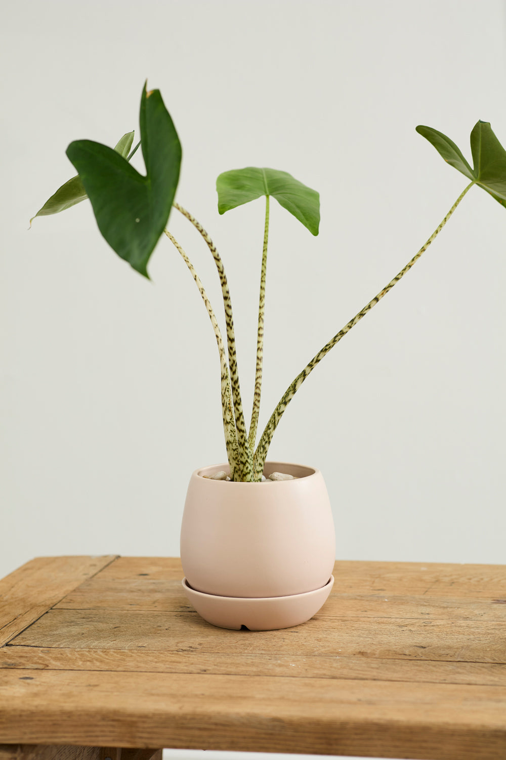 Dalton Pot Set of 4 By Accent Decor | Planters, Troughs & Cachepots | Modishstore - 14