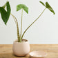 Dalton Pot Set of 4 By Accent Decor | Planters, Troughs & Cachepots | Modishstore - 13