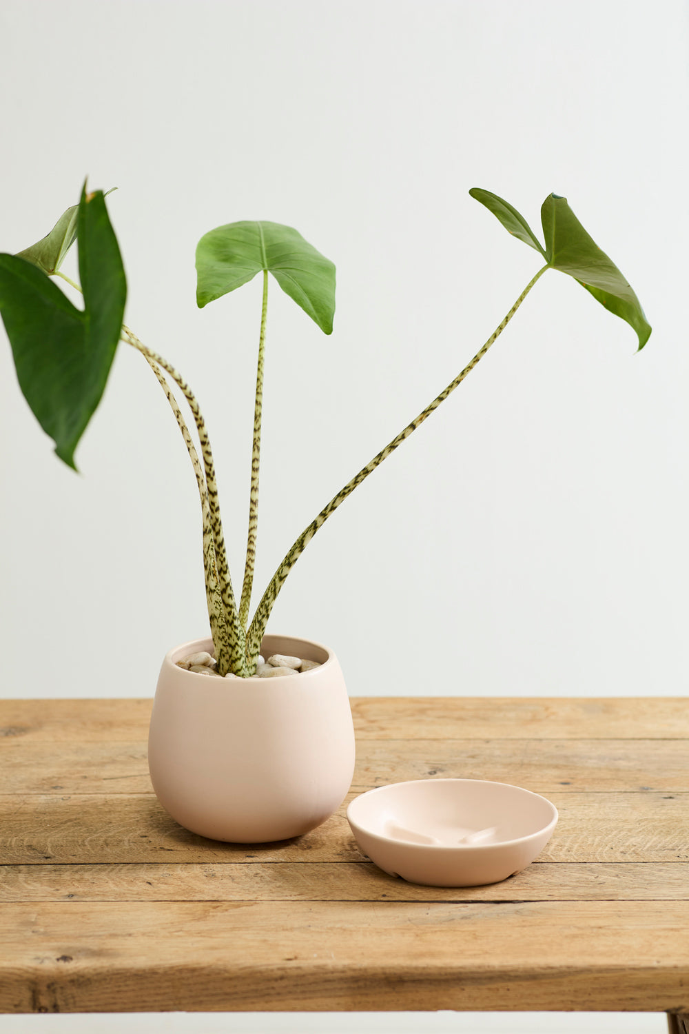 Dalton Pot Set of 4 By Accent Decor | Planters, Troughs & Cachepots | Modishstore - 13
