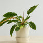 Quincy Pot Set of 4 By Accent Decor | Planters, Troughs & Cachepots | Modishstore - 9