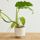 Bello Pot Set of 8 By Accent Decor | Planters, Troughs & Cachepots | Modishstore - 7