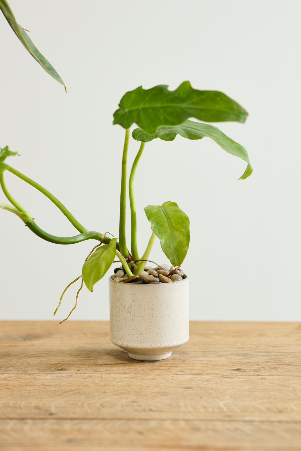 Bello Pot Set of 8 By Accent Decor | Planters, Troughs & Cachepots | Modishstore - 7