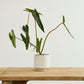 Bello Pot Set of 8 By Accent Decor | Planters, Troughs & Cachepots | Modishstore - 9